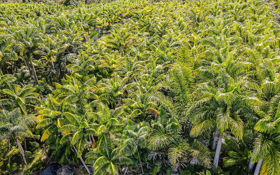 More Photos Of 27-2760 Hawaii Belt Rd, Pepeekeo Land For Sale