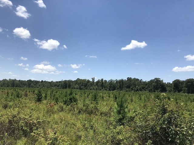 Primary Photo Of Buck Creek Loop, Richton Land For Sale