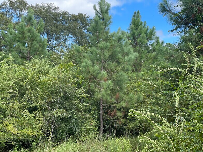More Photos Of 5700 Pine Forest Rd, Walnut Hill Land For Sale