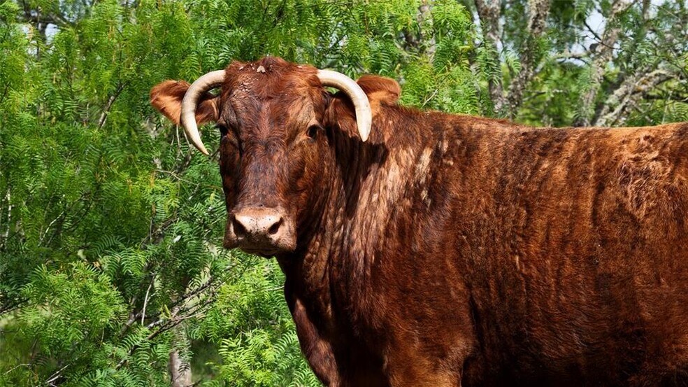 More Photos Of TBD Reids Bend rd, Bastrop Land For Sale