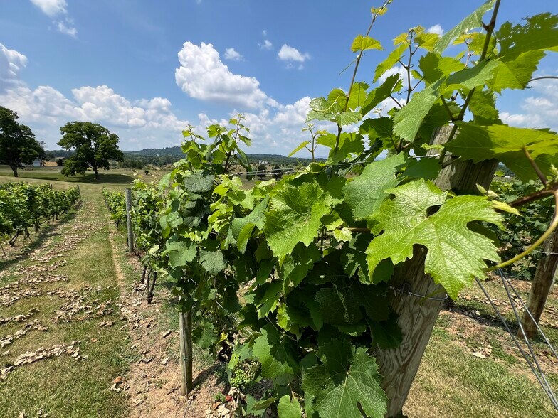 More Photos Of 2110 Quicksburg Rd, Quicksburg Land For Sale