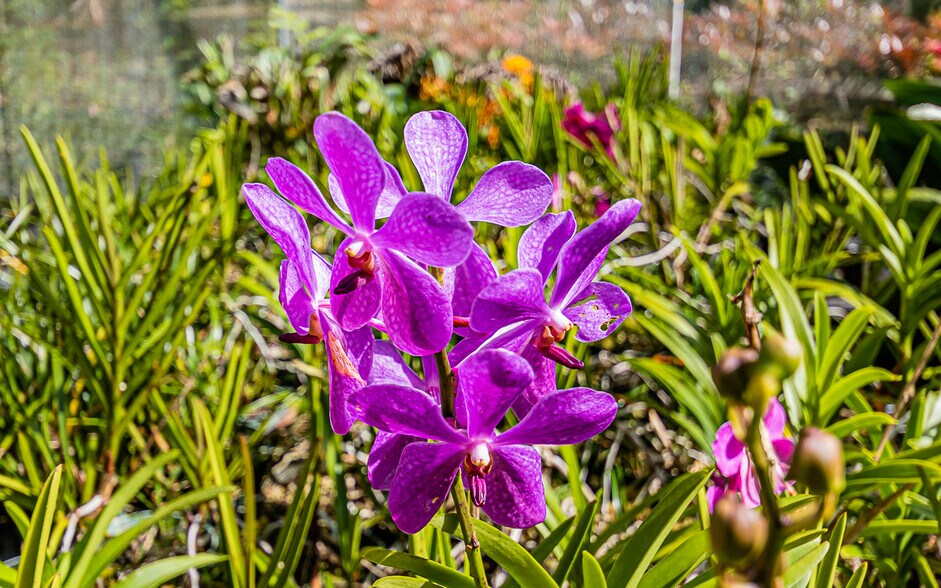 More Photos Of 27-2760 Hawaii Belt Rd, Pepeekeo Land For Sale