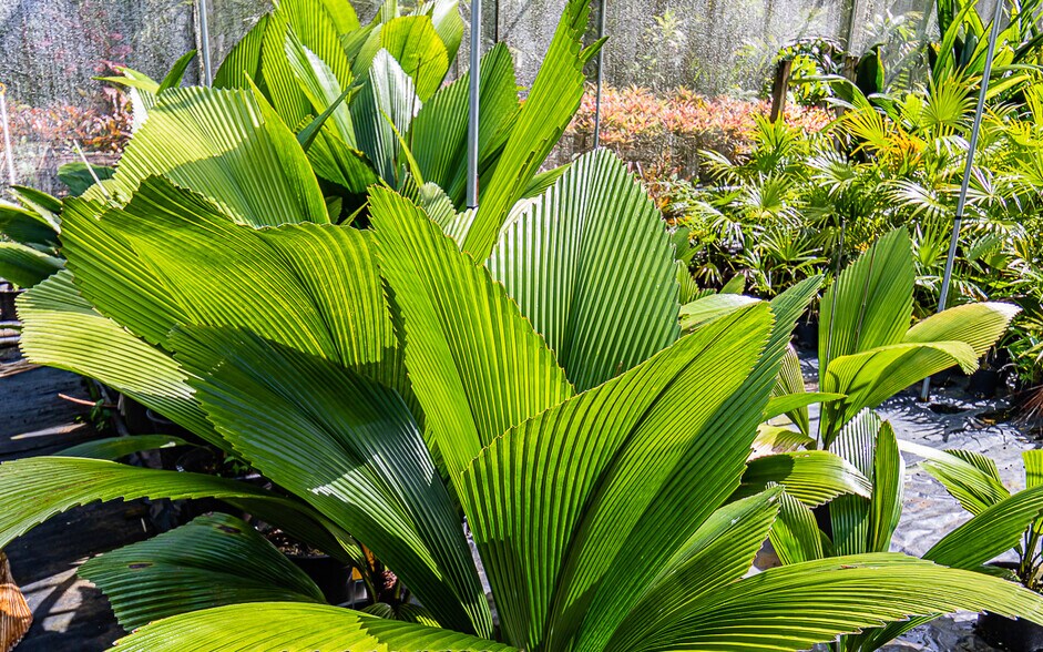 More Photos Of 27-2760 Hawaii Belt Rd, Pepeekeo Land For Sale