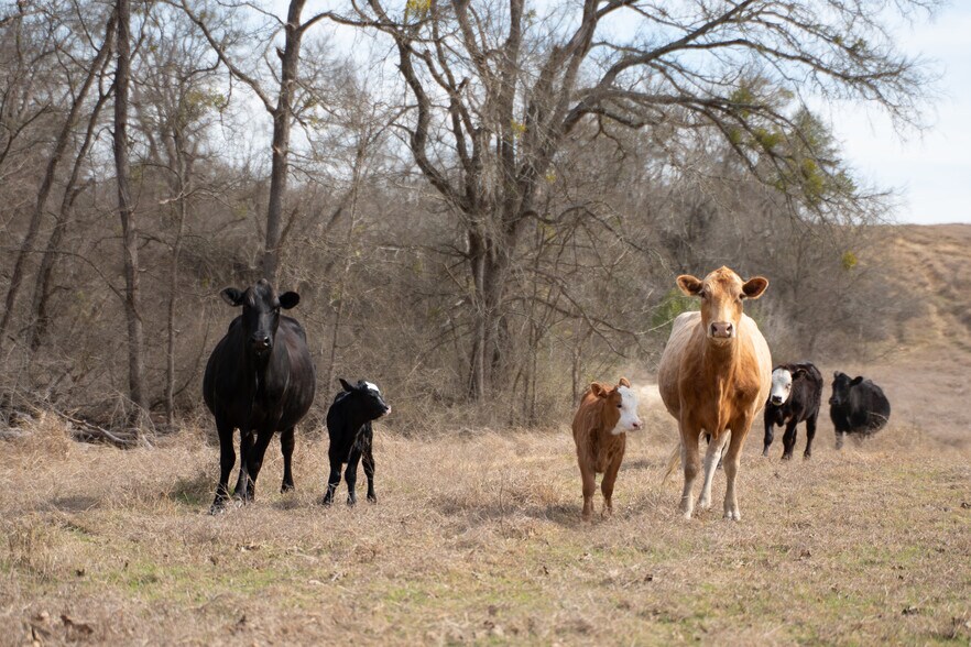 More Photos Of 9424 Hackberry Rd, Holland Land For Sale