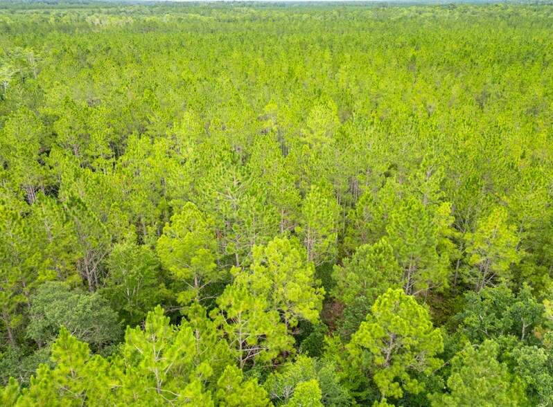 More Photos Of 15499 County Road 121, Bryceville Land For Sale