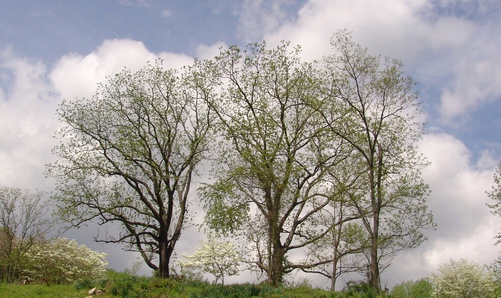 More Photos Of Little Washington Rappahannock County, Washington Land For Sale