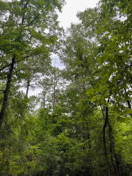 More Photos Of 17796 Dry Branch loop, Northport Land For Sale