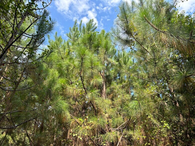 More Photos Of Bullard Road, Dry Branch Land For Sale