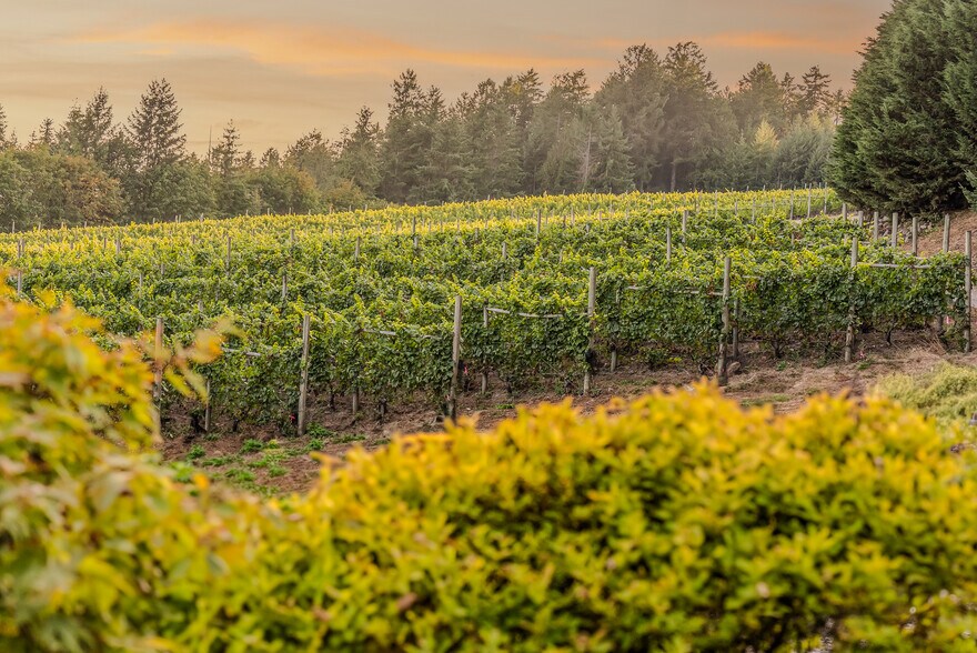 More Photos Of , Duncan Winery Vineyard For Sale