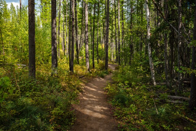 More Photos Of Lone Lake Private Timberland Retreat, Marion Land For Sale