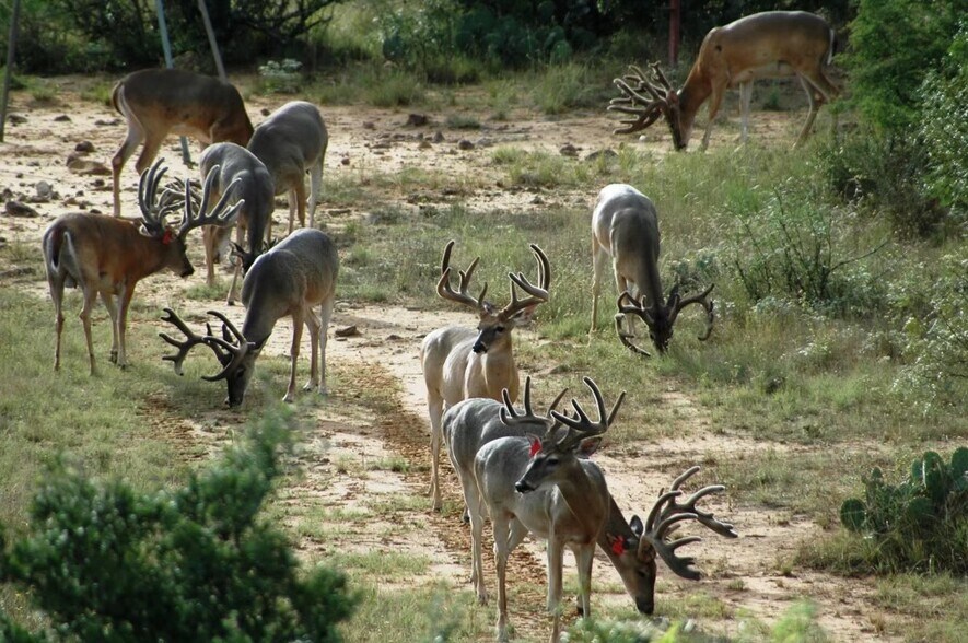 Primary Photo Of 1681 FM 574 W, Mullin Land For Sale