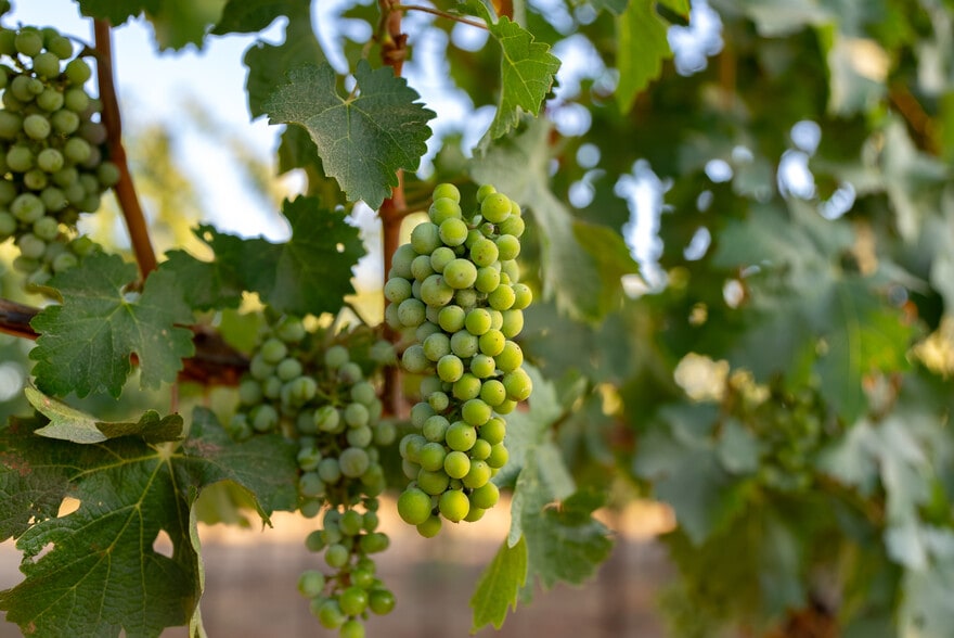 More Photos Of 2143 Buena Vista Ave, Gilroy Winery Vineyard For Sale