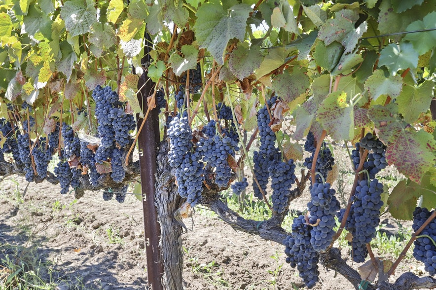 More Photos Of 8482 W Linne Rd, Tracy Winery Vineyard For Lease