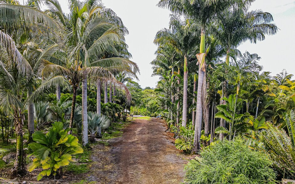 More Photos Of 27-2760 Hawaii Belt Rd, Pepeekeo Land For Sale