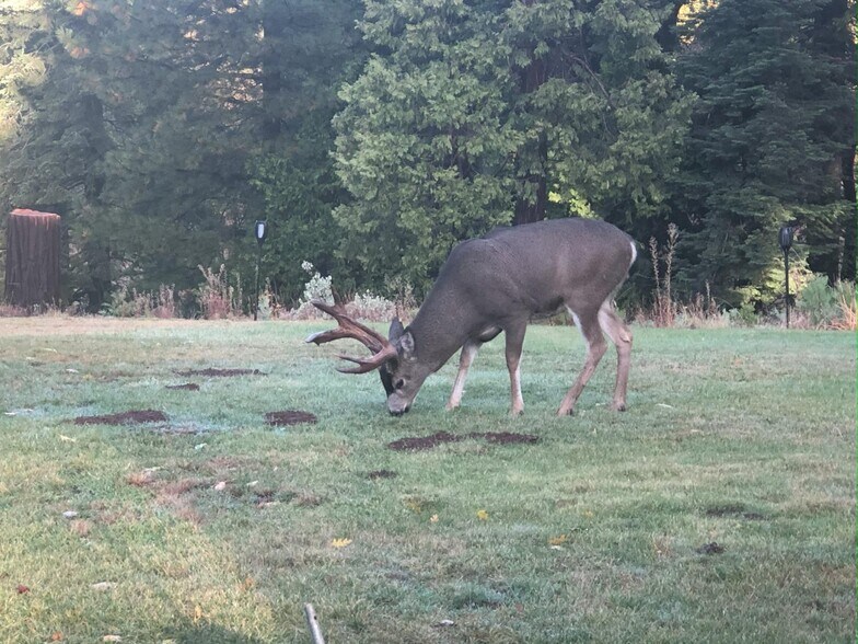 More Photos Of 5110 Sly Park Rd, Pollock Pines Land For Sale