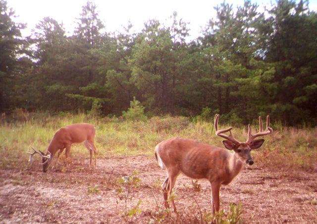 More Photos Of Beech Creek Mountain Rd, Beech Creek Land For Sale