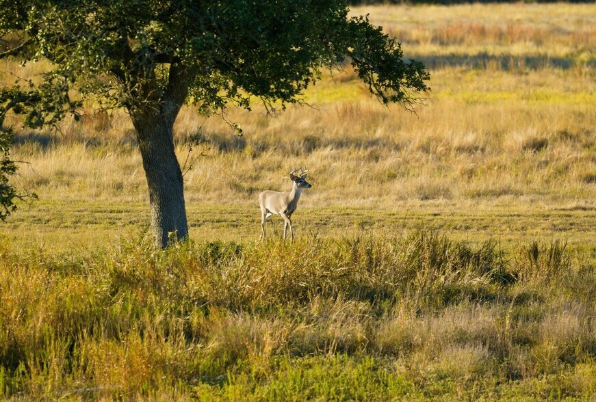 More Photos Of Mustang Creek Ranch, Dripping Springs Land For Sale