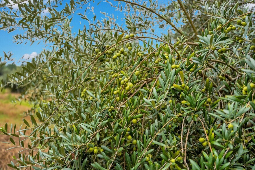 More Photos Of 2437 GA Highway 121, Glennville Land For Sale