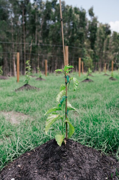 More Photos Of 20948 Corkscrew Rd, Estero Winery Vineyard For Sale