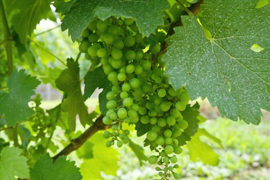 More Photos Of 1309 Redland Rd, Cross Junction Winery Vineyard For Sale