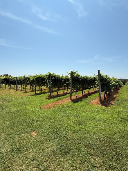 More Photos Of 221 N Delsea Dr, Cape May Court House Winery Vineyard For Sale