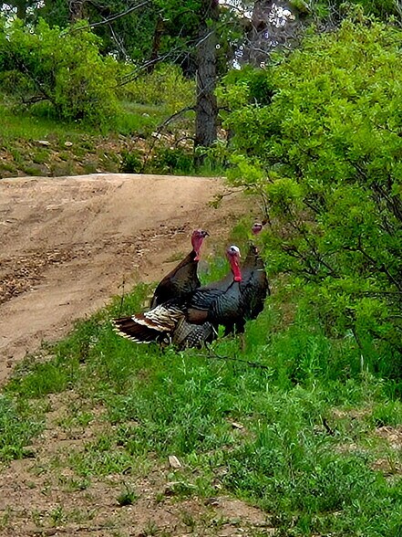 More Photos Of 11696 Trappers Mountain Trl, Littleton Land For Sale