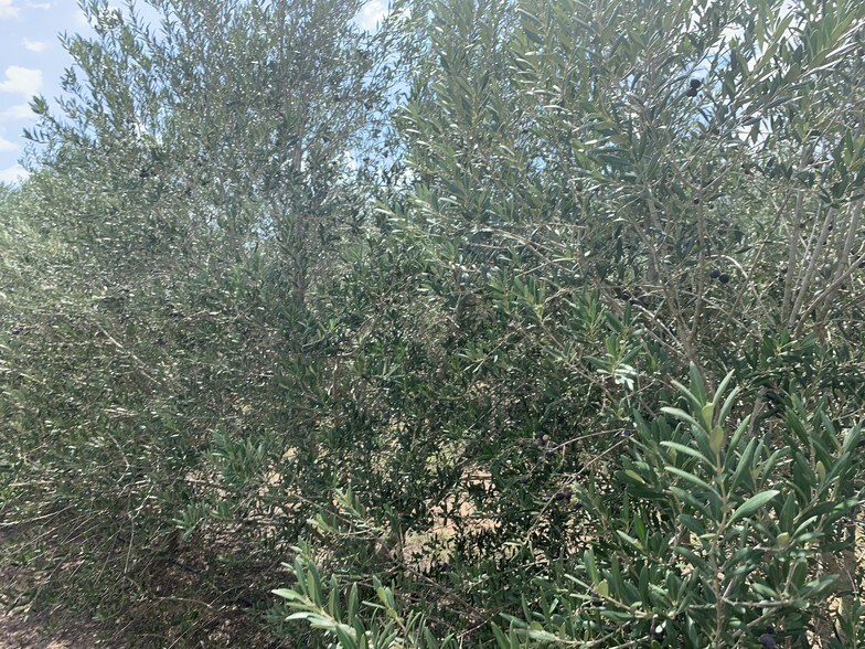 More Photos Of 9846 CR 260, Realitos Land For Sale