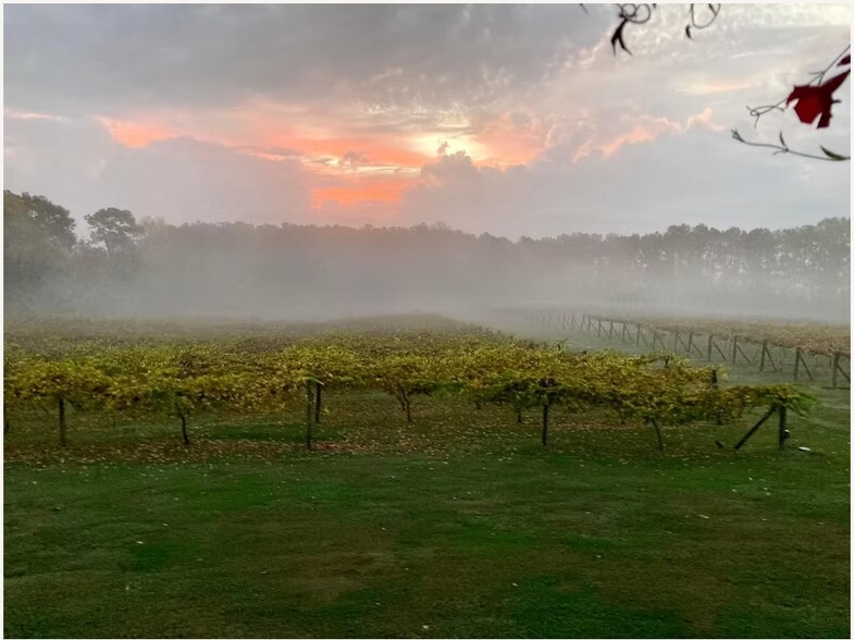 More Photos Of 1650 Dusty Rd, Newberry Winery Vineyard For Sale