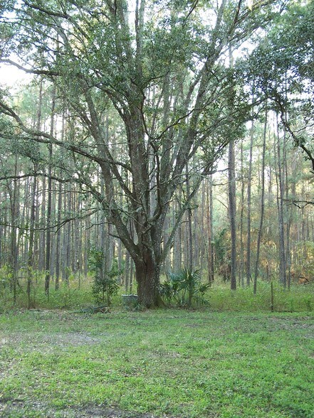 More Photos Of Powell Rd, Brooksville Land For Sale