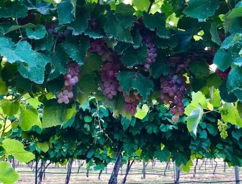 More Photos Of 6745 N Gregory Rd, Yukon Winery Vineyard For Sale