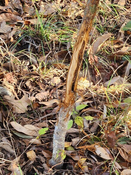 More Photos Of County Road 197 (5+/- Acres) Tract 3, Williamsburg Land For Sale