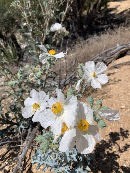 More Photos Of 30415 Chihuahua Valley Rd, Warner Springs Land For Sale