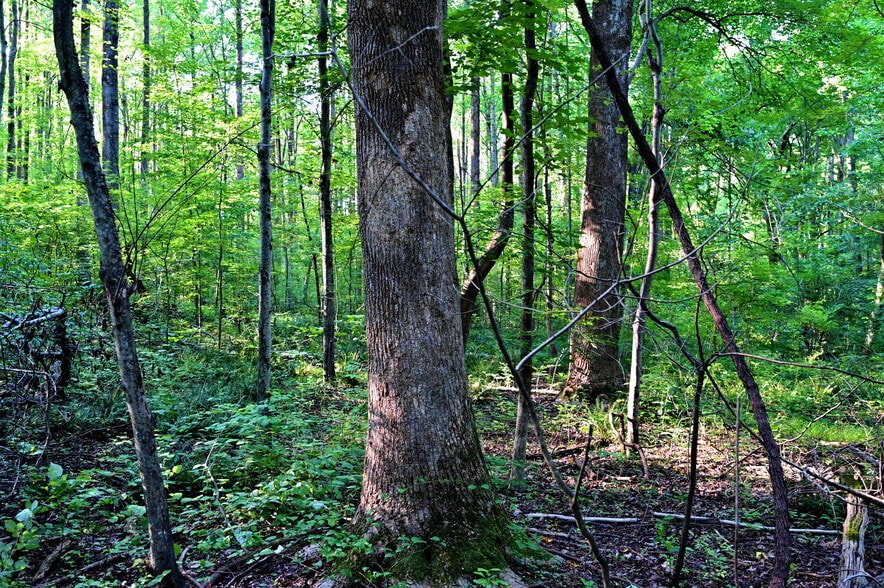 More Photos Of Richard Allen St, Aquasco Land For Sale