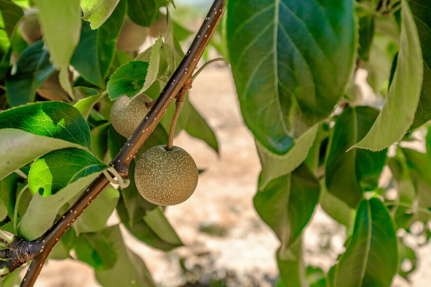 More Photos Of 10845 Brateng Rd, Monmouth Winery Vineyard For Sale