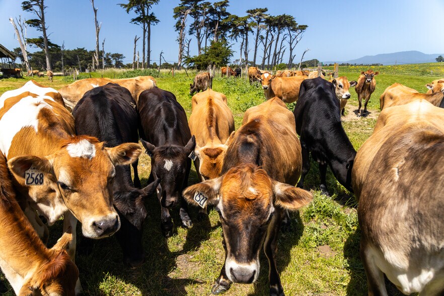 More Photos Of 21601 S Highway 1, Point Arena Land For Sale