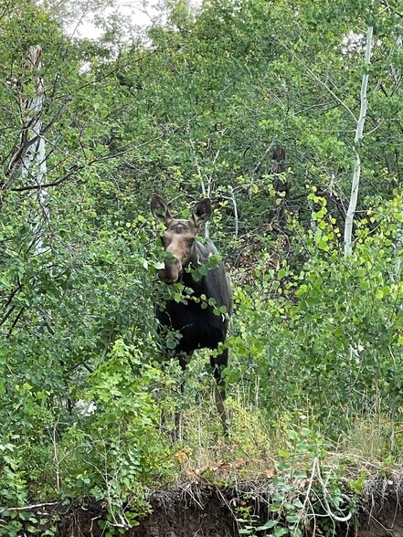 More Photos Of 14816 Austin Cir, Huntsville Specialty For Sale
