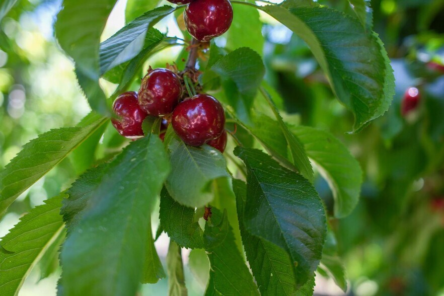 Primary Photo Of 0 Rock Pile Road, Arvin Land For Sale