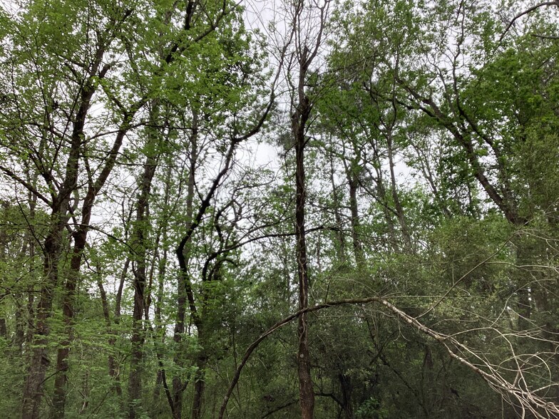 More Photos Of 0 County Road 4876, Dayton Land For Sale
