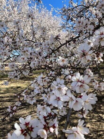 More Photos Of 10277 Road 28 1/2, Madera Land For Sale