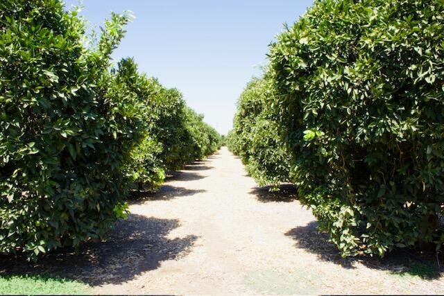 More Photos Of 20015 Road 212, Lindsay Healthcare For Sale