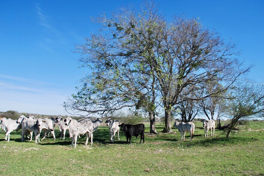 More Photos Of TBD State Highway 95, Moulton Land For Sale