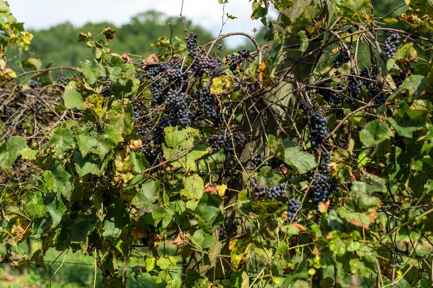 More Photos Of 9975 Ball Ground Hwy, Ball Ground General Retail For Sale