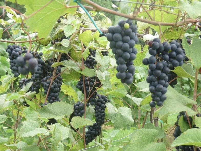 More Photos Of 665 N Hulett Rd, Villa Rica Winery Vineyard For Sale