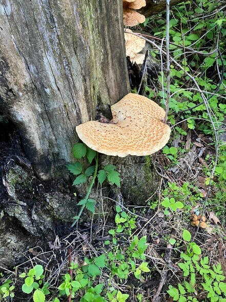 More Photos Of N3739 Bear Pen Rd, Arkansaw Land For Sale