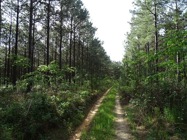 More Photos Of Courtney Rd, Lumberton Land For Sale