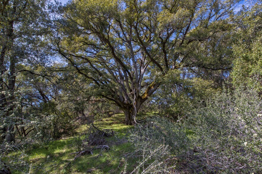 More Photos Of 18800 Charleston Rd, Volcano Land For Sale