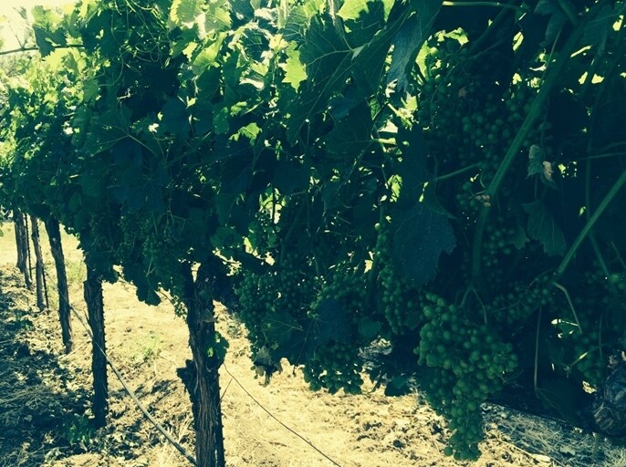 More Photos Of 2574 Ledgewood Rd, Fairfield Winery Vineyard For Sale