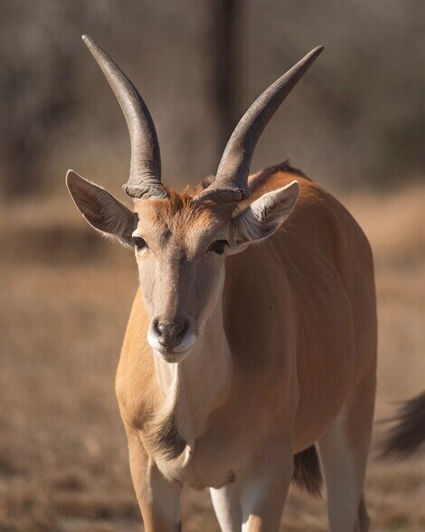 More Photos Of 141 S Private Road 1026, Kingsville Land For Sale