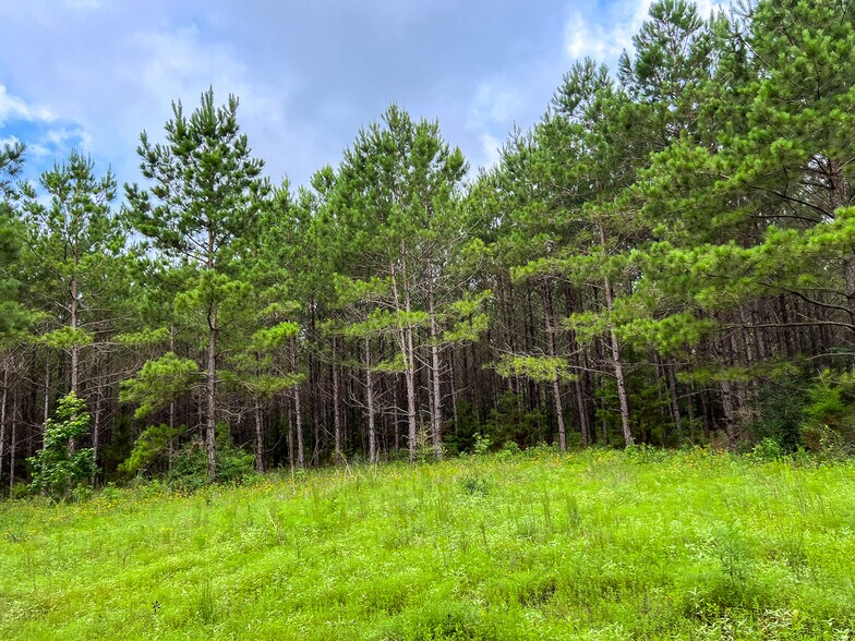 More Photos Of Farm to Market Road 1725, Willis Land For Sale