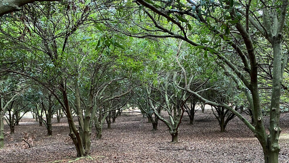 More Photos Of lower cane haul rd, Paauilo Land For Sale